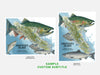 Two designs of Vancouver Island with salmon illustrations on a white background